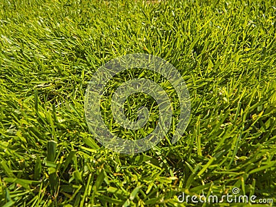 Green cut grass in spring. Stock Photo