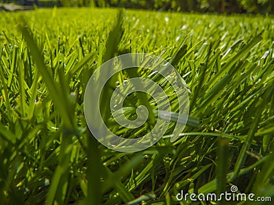 Green cut grass in spring. Stock Photo