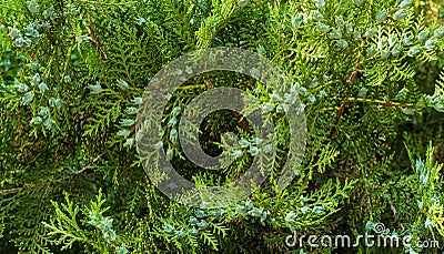 Green cypress cones on a tree Stock Photo