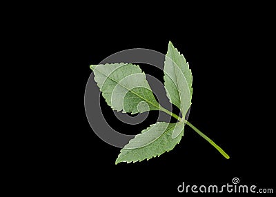 Dahlia leaf and bud isolated on black. Branch with leaves dahlia isolated Stock Photo