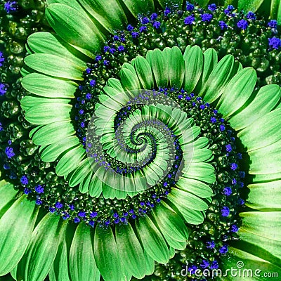 Green daisy flower spiral abstract fractal effect pattern background. Green navy flower spiral abstract pattern fractal. Incredibl Stock Photo