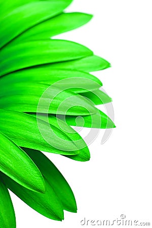 Green daisy isolated on white Stock Photo