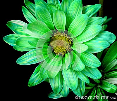 Green Daisy Macro Stock Photo