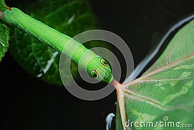 Green Daphnis nerii Caterpillar Stock Photo