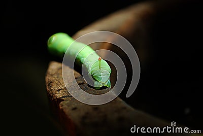 Green Daphnis nerii Caterpillar Stock Photo