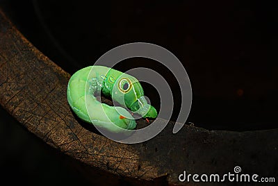 Green Daphnis nerii Caterpillar Stock Photo