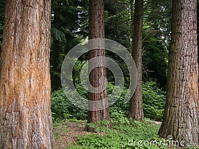 A green dark forest on summer. Bochum, NRW, Germany Stock Photo