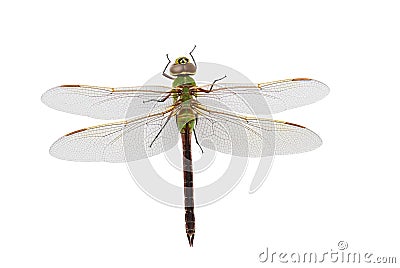 Green Darner Dragonfly Stock Photo