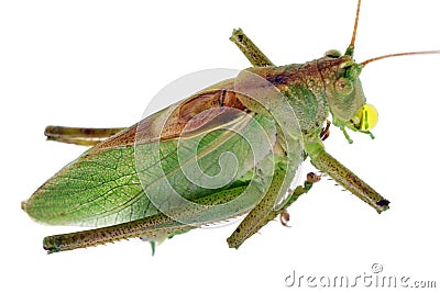 Green dead frozen grasshopper locust with dew drops isolated macro Stock Photo