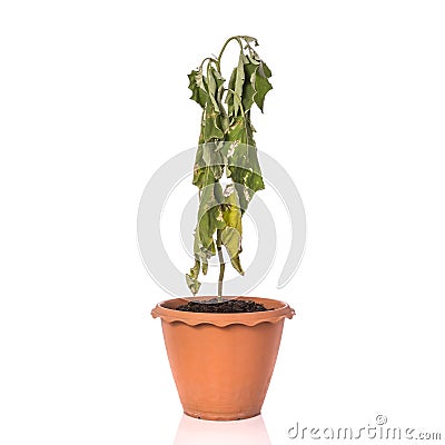 Green dead plant in potted. Studio shot isolated on white Stock Photo