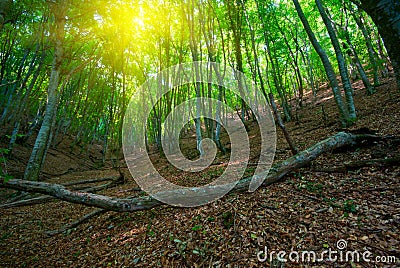 Green deciduous forest Stock Photo