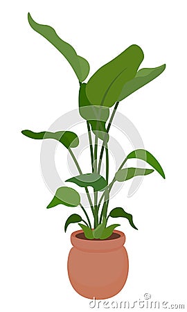 Green decorative deciduous houseplant in a pot Vector Illustration