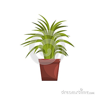 Green decorative deciduous indoor house plant in brown pot, element for decoration home interior vector Illustration on Vector Illustration