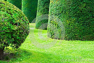 Green decorative trimmed trees in a park. Stock Photo