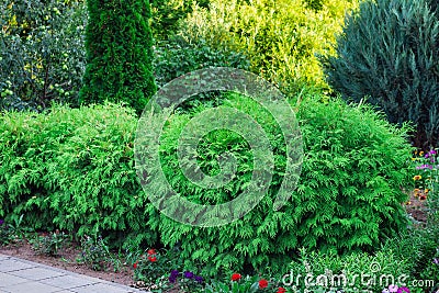 Green decorative trimmed trees in the yard Stock Photo