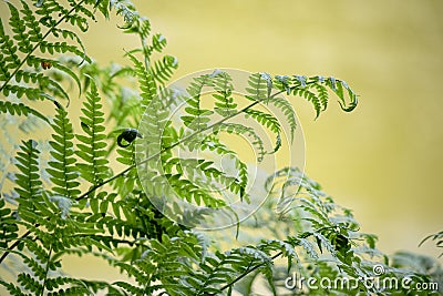 Green detailed fern leaves with yellow river water on background as an organic summer nature wallpaper Stock Photo