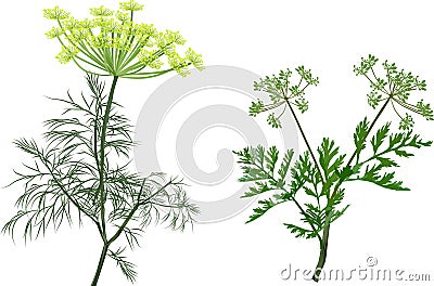 Green dill and celery isolated on white Vector Illustration