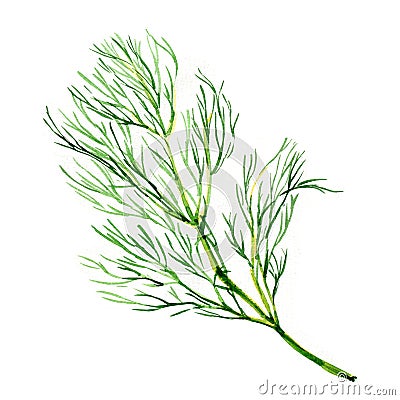 Green dill isolated on white background Stock Photo