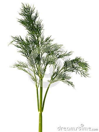 Green dill weed Stock Photo