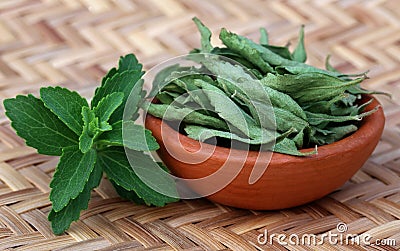 Green and dired Stevia leaves Stock Photo