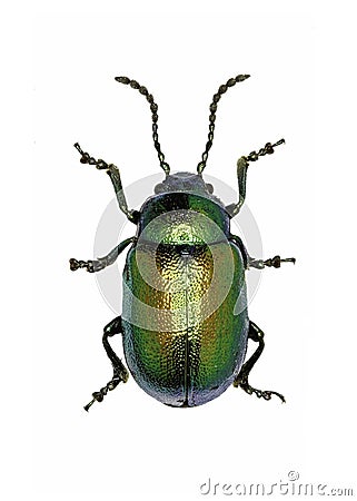 Green Dock Beetle on white Background Stock Photo