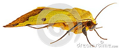 Green Drab - Ophiusa tirhaca Large Green Moth Stock Photo