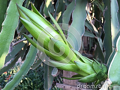 Green dragon fruit pedicle grows Stock Photo