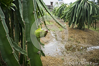 Green dragon fruit Vietnam Stock Photo