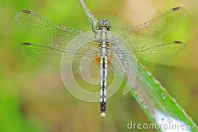 Green dragonfly Stock Photo