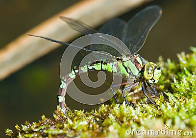 Green dragonfly on moss close Stock Photo