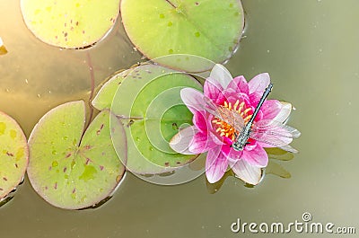 Green dragonfly sitting on a pink lotus flower/green dragonfly sitting on a pink water lily lotus flower. Top view Stock Photo