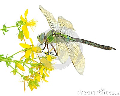 Green dragonfly Stock Photo