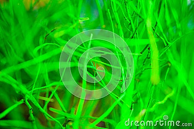 Green dried branches Stock Photo