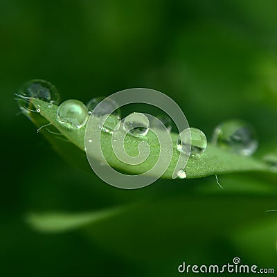 Green drops Stock Photo
