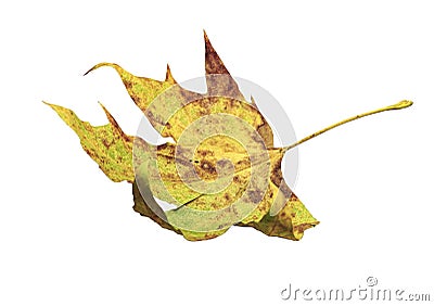 Green dry leaf as an autumn symbol isolated on white Stock Photo