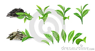 Green dry tea. Realistic bush foliage on branch and separate leaves. Morning drink closeup mockup. Dried plant heaps for brewing Vector Illustration