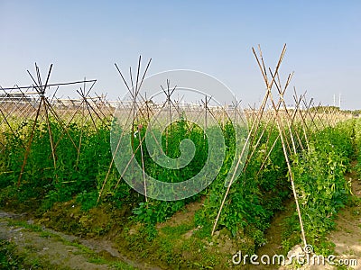 Green Dutch Beans Field, Full of Green Stock Photo