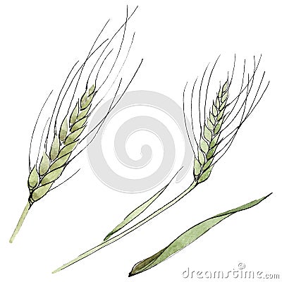 Green ear of wheat and blade of grass. Watercolor background illustration set. Isolated spica illustration element. Cartoon Illustration