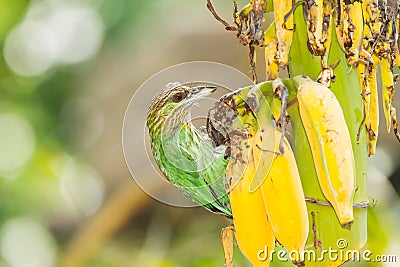 The Green-eared Barbet (Megalaima faiostricta) bird Stock Photo