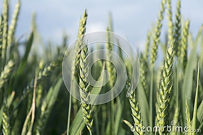 Green ears of wheat in a field against the blue sky Stock Photo