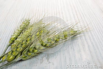Green ears of wheat. Stock Photo
