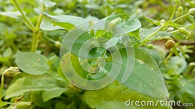 Green earth Stock Photo