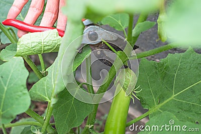 Green eggplant growing in the garden And the gardener is picking green eggplants Stock Photo