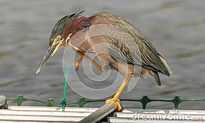 Green Egret in a rage Stock Photo