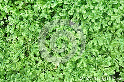 Green electric fern texture and background. Selaginella longipinna in rainforest. Stock Photo