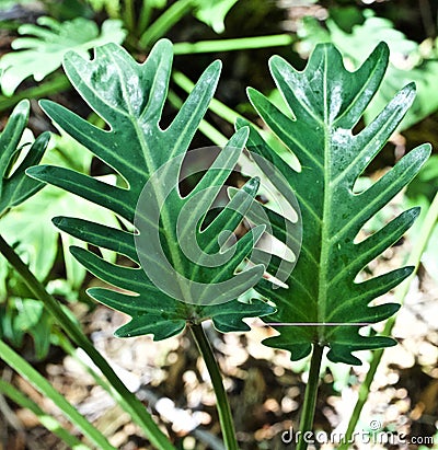 Green Elephant Ears Stock Photo