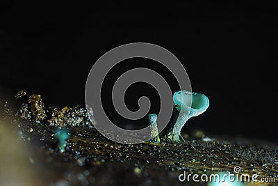 The Green Elfcup Chlorociboria aeruginosa Stock Photo