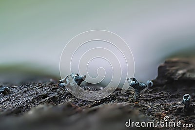 The Green Elfcup Chlorociboria aeruginosa Stock Photo