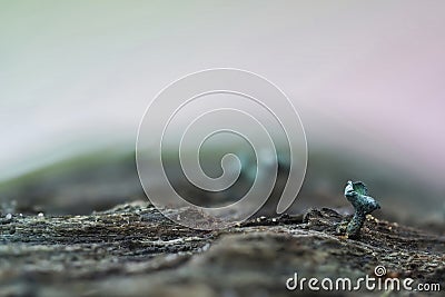 The Green Elfcup Chlorociboria aeruginosa Stock Photo