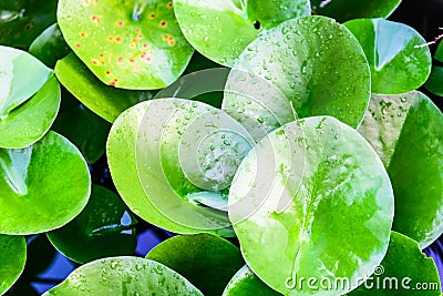 The green ellipse leaves after the rain Stock Photo